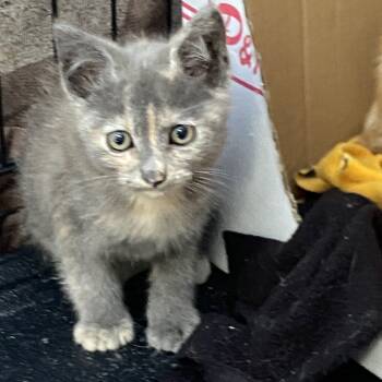 Rescue Domestic Short Hair Cats for Adoption in Long Beach, California - Beverly | PetCurious