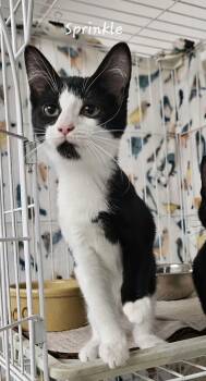 Sprinkle -  Domestic Short Hair Cat for Adoption in Wapakoneta, Ohio - Sprinkle | PetCurious
