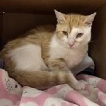 Winona -  Domestic Short Hair Cat for Adoption in Hilliard, Ohio - Winona | PetCurious