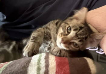 Rescue Domestic Medium Hair Cats for Adoption in Walled Lake, Michigan - Pompom | PetCurious