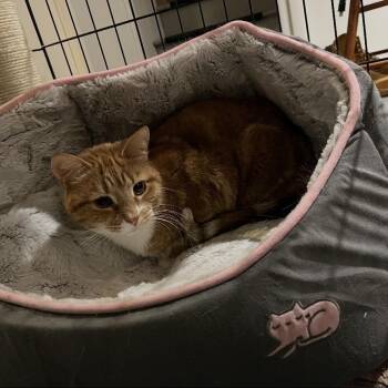 Mimosa & Marmalade -  Domestic Short Hair Cat for Adoption in Bellmawr, New Jersey - Mimosa & Marmalade | PetCurious