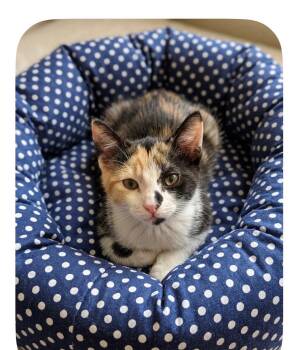 Alphie -  Domestic Short Hair Cat for Adoption in Chandler, Arizona - Alphie | PetCurious