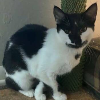 Domestic Short Hair Cats Available for Adoption in Warr Acres, Oklahoma - Harvey | PetCurious