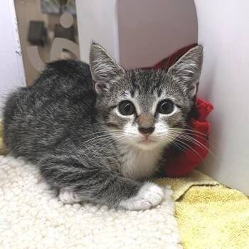 Modok -  Domestic Short Hair Cat for Adoption in Los Angeles, California - Modok | PetCurious
