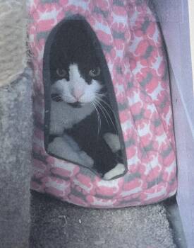 Harlow Freeport -  Domestic Short Hair Cat for Adoption in Westbury, New York - Harlow Freeport | PetCurious