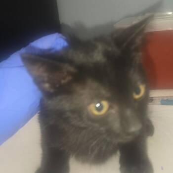 Leroy -  Domestic Short Hair Cat for Adoption in Milton, Florida - Leroy | PetCurious