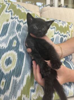 Domestic Short Hair Cats Available for Adoption in Camden, South Carolina - Cola (available For Pre-adoption) | PetCurious