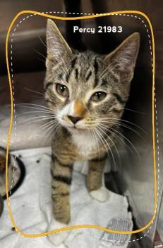PERCY -  Domestic Short Hair Cat for Adoption in Marietta, Georgia - PERCY | PetCurious