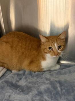 Domestic Short Hair Cats Available for Adoption - Calvin | PetCurious