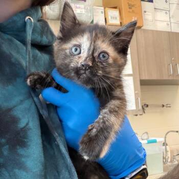 Domestic Short Hair Cats Available for Adoption in Council Bluffs, Iowa - Virginia | PetCurious