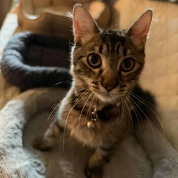 Precious -  Domestic Medium Hair Cat for Adoption in Clayton, California - Precious | PetCurious