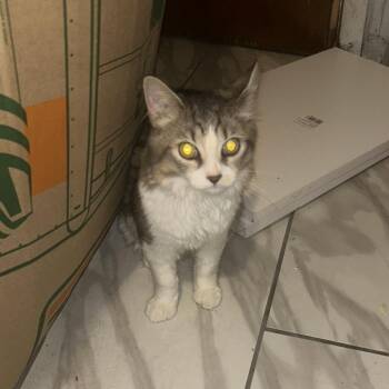 Milo -  Domestic Medium Hair Cat for Adoption in Philadelphia, Pennsylvania - Milo | PetCurious