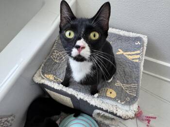 JOMO -  Egyptian Mau and Russian Blue Cat for Adoption in St. Petersburg, Florida - JOMO | PetCurious