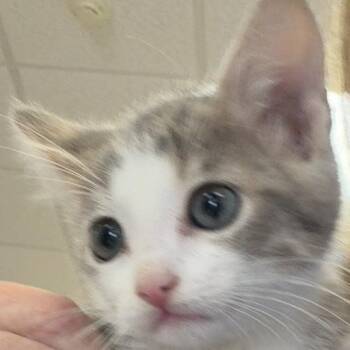 Silver -  Domestic Short Hair Cat for Adoption in Greensboro, Georgia - Silver | PetCurious