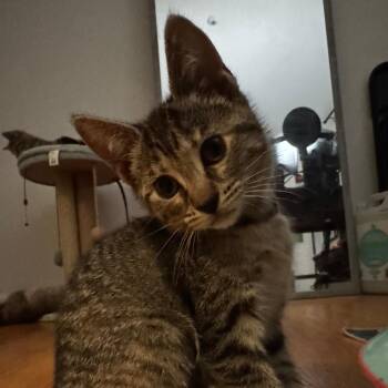 Fluff -  Domestic Short Hair Cat Available for Adoption in Skokie, Illinois - Fluff | PetCurious