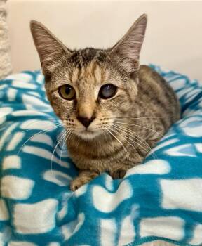 Rescue Domestic Short Hair Cats for Adoption in Sunrise, Florida - Mary Jane | PetCurious