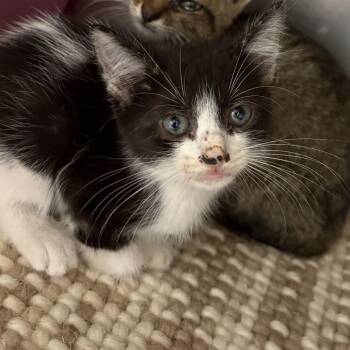 Winchester -  Domestic Short Hair Cat for Adoption in San Antonio, Texas - Winchester | PetCurious