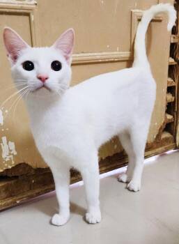 Carla cannot be any sweeter or cuter - VIDEOS - EMERGENCY DOHA k -  Siamese and Turkish Van Cat for Adoption in Bedford Hills, New York - Carla Cannot Be Any Sweeter Or Cuter - VIDEOS - EMERGENCY DOHA K | PetCurious
