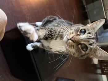 Rescue Manx Cats for Adoption in Asheville, North Carolina - Coco | PetCurious