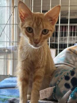 Fawn -  Domestic Medium Hair Cat for Adoption in Mcpherson, Kansas - Fawn | PetCurious