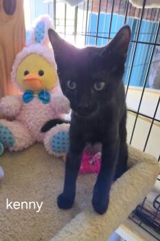 Kenny -  Domestic Short Hair Cat for Adoption in Oviedo, Florida - Kenny | PetCurious