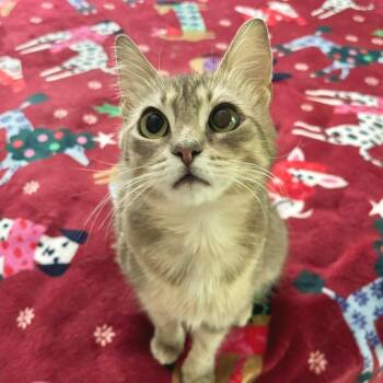 Nellie -  Domestic Short Hair Cat Available for Adoption in Morristown, Vermont - Nellie | PetCurious