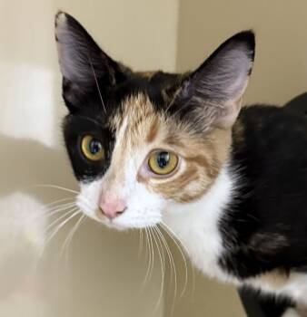 Rescue Domestic Short Hair Cats for Adoption in Arlington, Washington - Cranberry | PetCurious