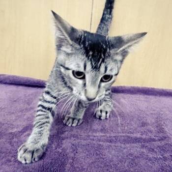 Meowgneto -  Domestic Short Hair Cat for Adoption in Brentwood, Missouri - Meowgneto | PetCurious
