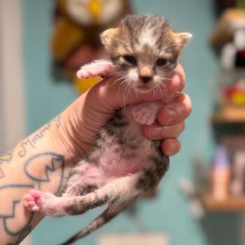 Domestic Short Hair Cats Available for Adoption - LeFou | PetCurious