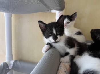Hondo -  Domestic Short Hair Cat for Adoption in Berkeley, California - Hondo | PetCurious