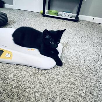 Enzo -  Domestic Short Hair Cat for Adoption in Indianapolis, Indiana - Enzo | PetCurious