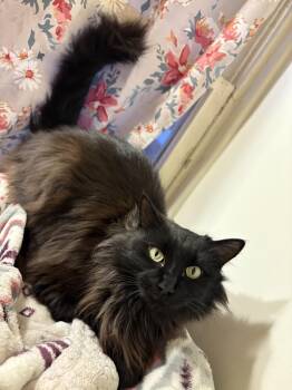 Domestic Long Hair Cats Available for Adoption - Bear | PetCurious