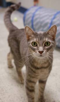 Tanner -  Domestic Short Hair Cat for Adoption in Baraboo, Wisconsin - Tanner | PetCurious