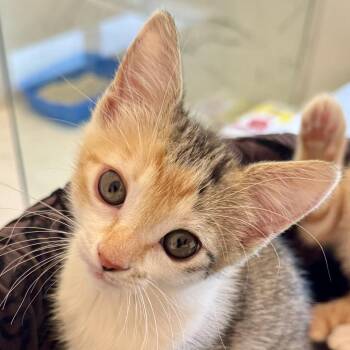 Wink -  Domestic Short Hair Cat for Adoption in Sarasota, Florida - Wink | PetCurious