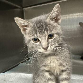 Tusk -  Domestic Short Hair Cat for Adoption in Corbin, Kentucky - Tusk | PetCurious