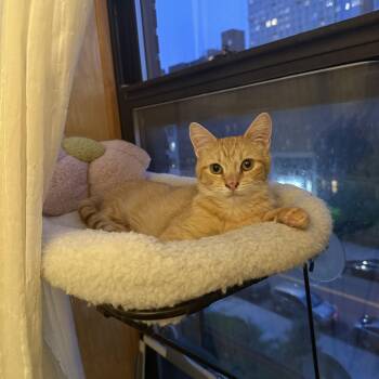 Rescue Domestic Short Hair Cats for Adoption - Stevie Nicks | PetCurious