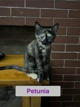 Rescue Domestic Short Hair Cats for Adoption in Hawthorne, New Jersey - Petunia Of The Fantastic Four!!! | PetCurious