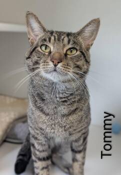 Tommy -  Domestic Short Hair Cat for Adoption in Flint, Michigan - Tommy | PetCurious