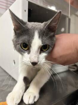 Domestic Short Hair Cats Available for Adoption - Catalyst | PetCurious