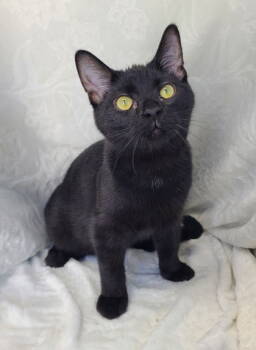 Rescue Domestic Short Hair Cats for Adoption in Lake City, Michigan - 6762 (Boo) | PetCurious