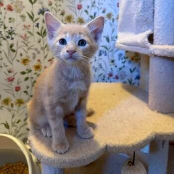 Hexagon C10784 -  Domestic Short Hair Cat for Adoption - Hexagon C10784 | PetCurious