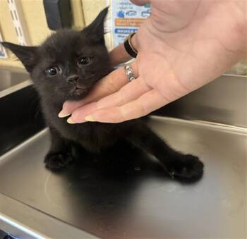 LIAM -  Domestic Short Hair Cat for Adoption in Fort Myers, Florida - LIAM | PetCurious