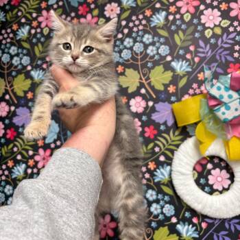 Monkey -  Domestic Short Hair Cat for Adoption in Granville, Ohio - Monkey | PetCurious