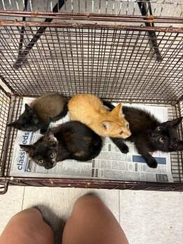 Domestic Short Hair Cats Available for Adoption in Sorrento, Louisiana - 26-0539C | PetCurious