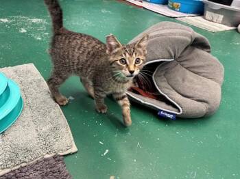 ACO -  Domestic Short Hair Cat for Adoption in Peoria, Illinois - ACO | PetCurious