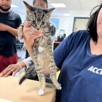 Yuki -  Domestic Short Hair Cat for Adoption in Philadelphia, Pennsylvania - Yuki | PetCurious