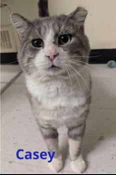 Rescue Domestic Short Hair Cats for Adoption in Muskegon, Michigan - CASEY | PetCurious