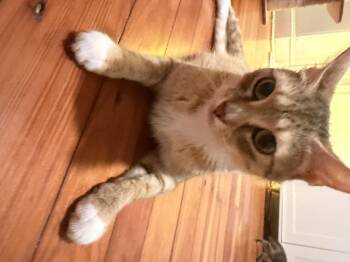 Trattoria Mama -  Domestic Short Hair Cat for Adoption in Philadelphia, Pennsylvania - Trattoria Mama | PetCurious
