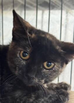 Rescue Domestic Short Hair Cats for Adoption in New Braunfels, Texas - Nutella | PetCurious