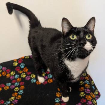 Astonia -  Domestic Short Hair Cat for Adoption in Rochester, Minnesota - Astonia | PetCurious